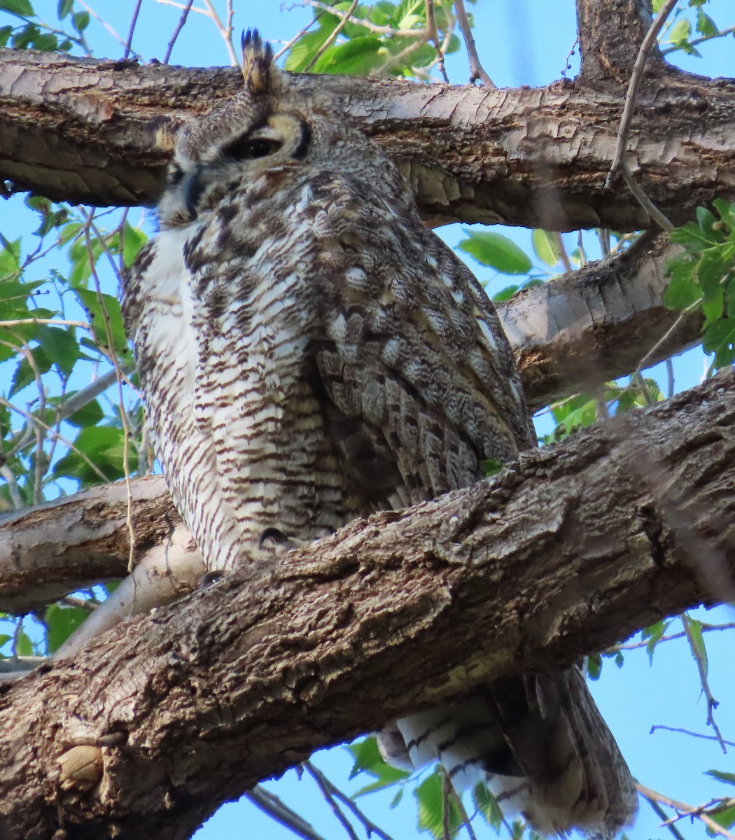 Great Horned Owl - ML617797232