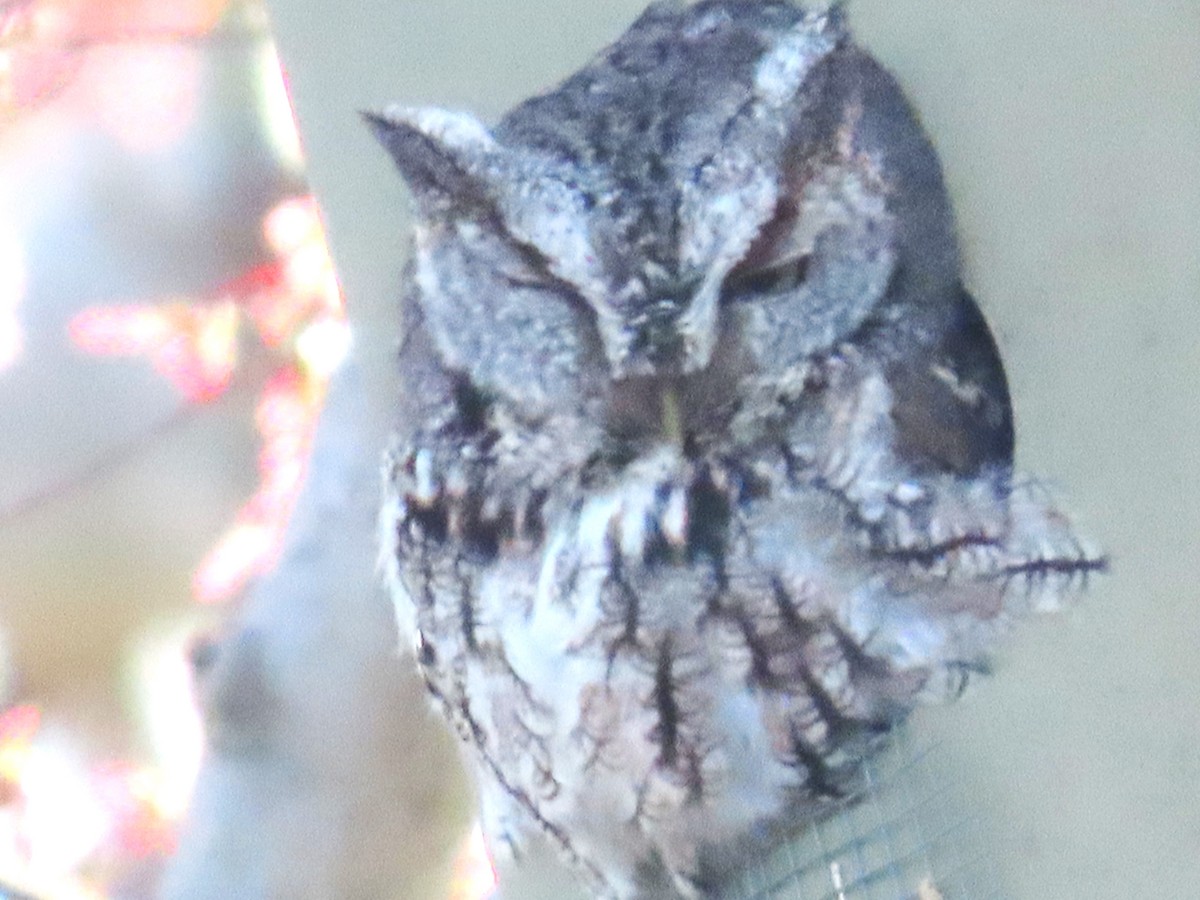 Eastern Screech-Owl - ML617797241