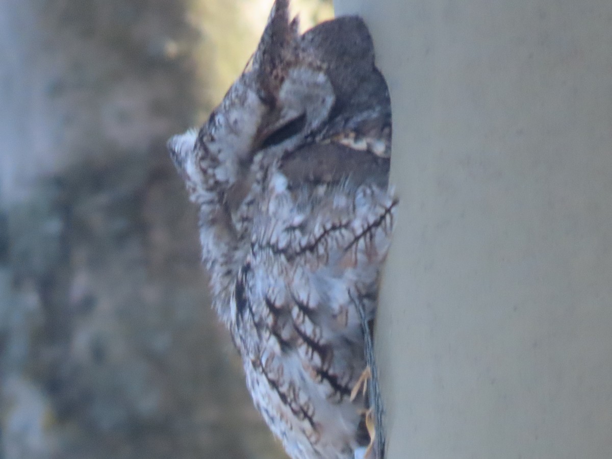 Eastern Screech-Owl - ML617797244