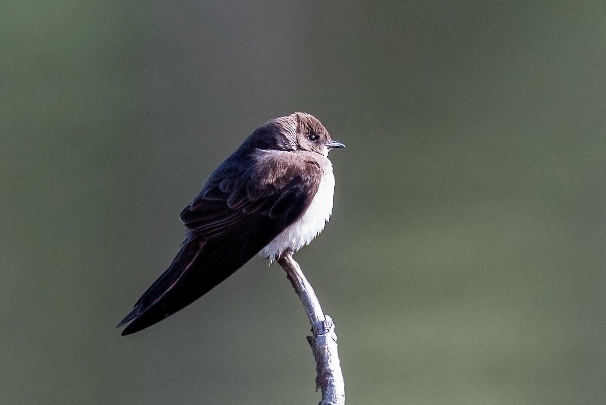 Northern Rough-winged Swallow - ML617797266