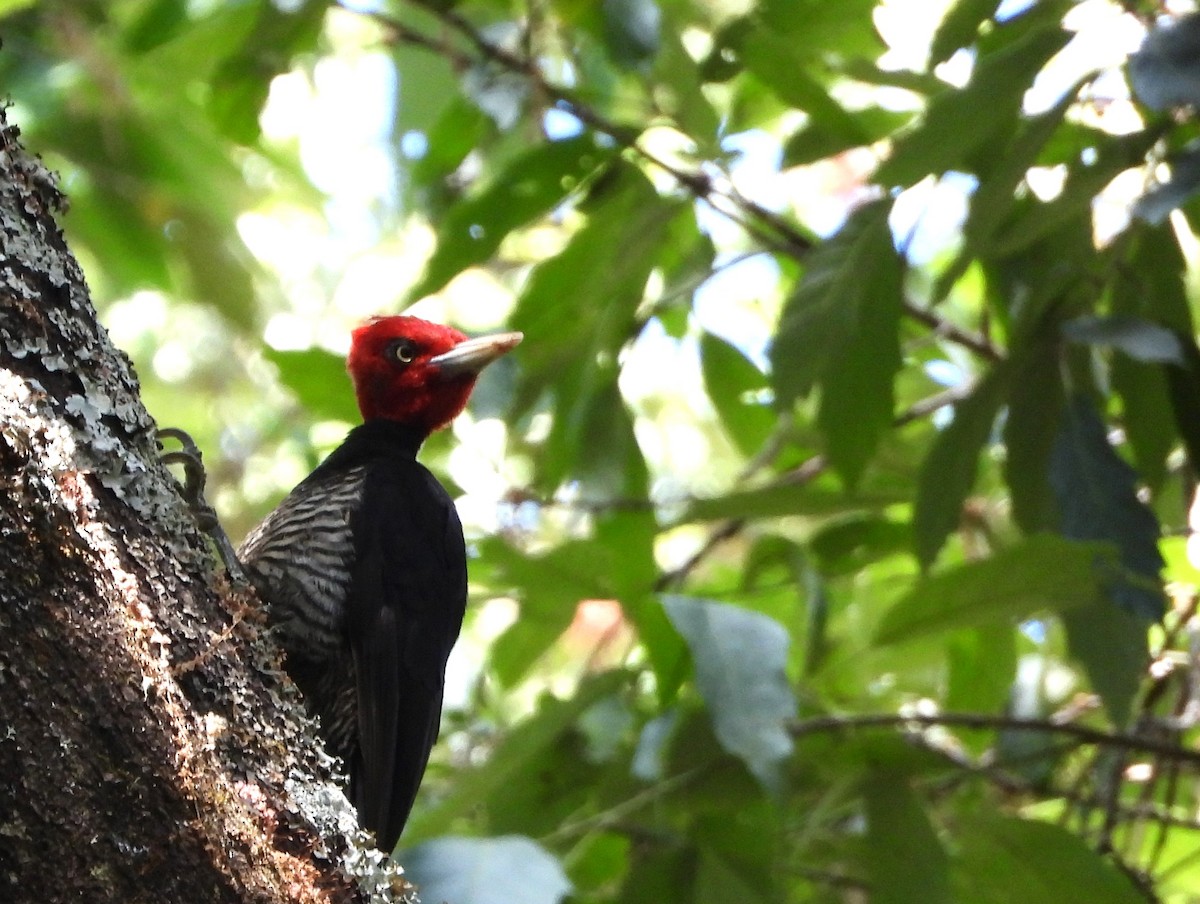 Pale-billed Woodpecker - Rafael Salcedo