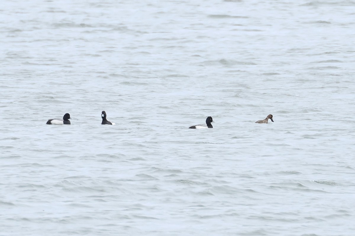Greater Scaup - ML617797525