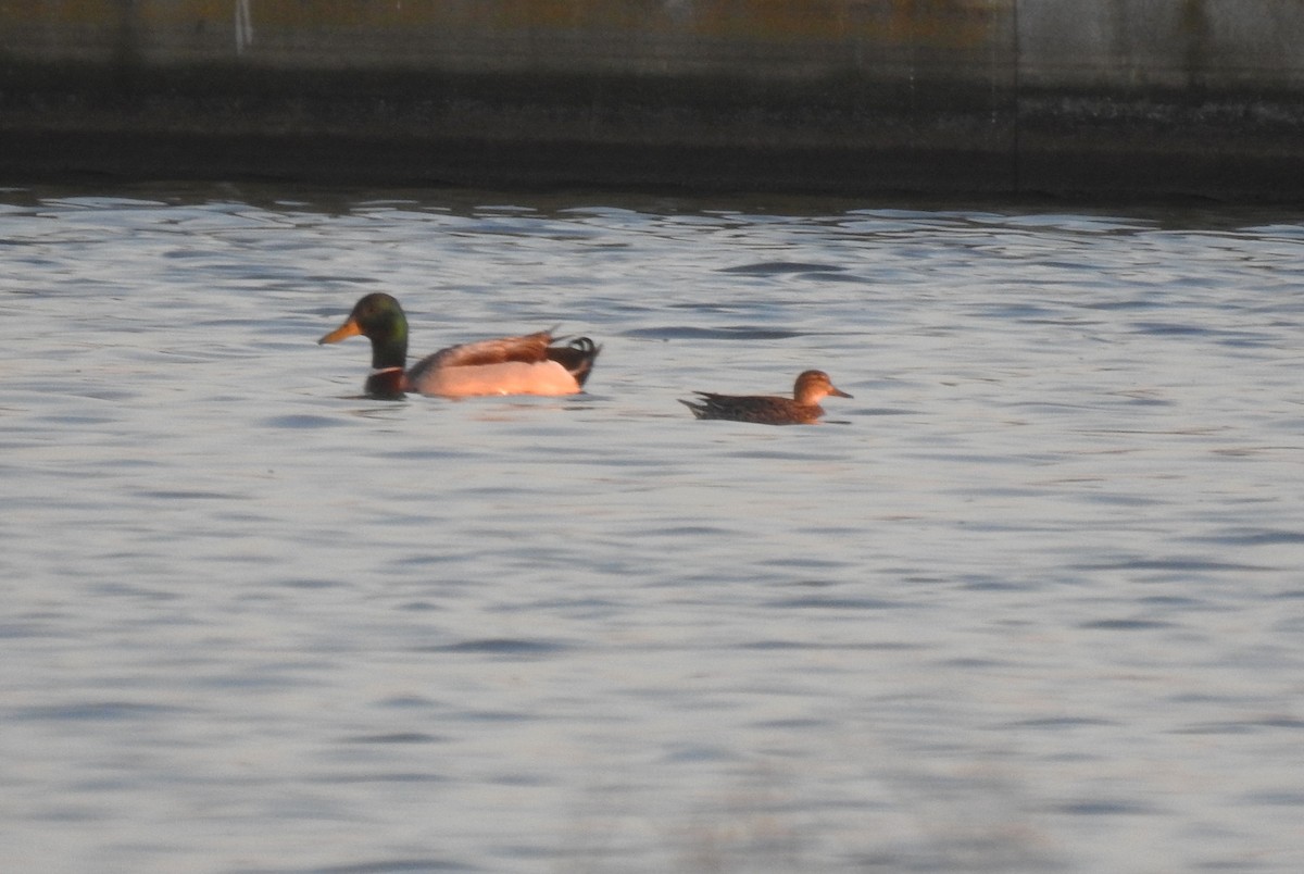 Green-winged Teal - ML617797585