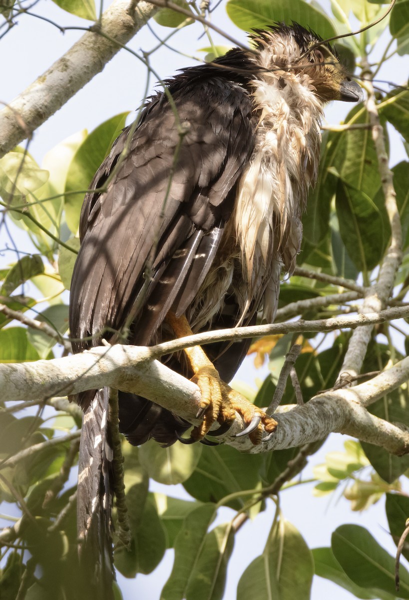 Collared Forest-Falcon - Scott Young