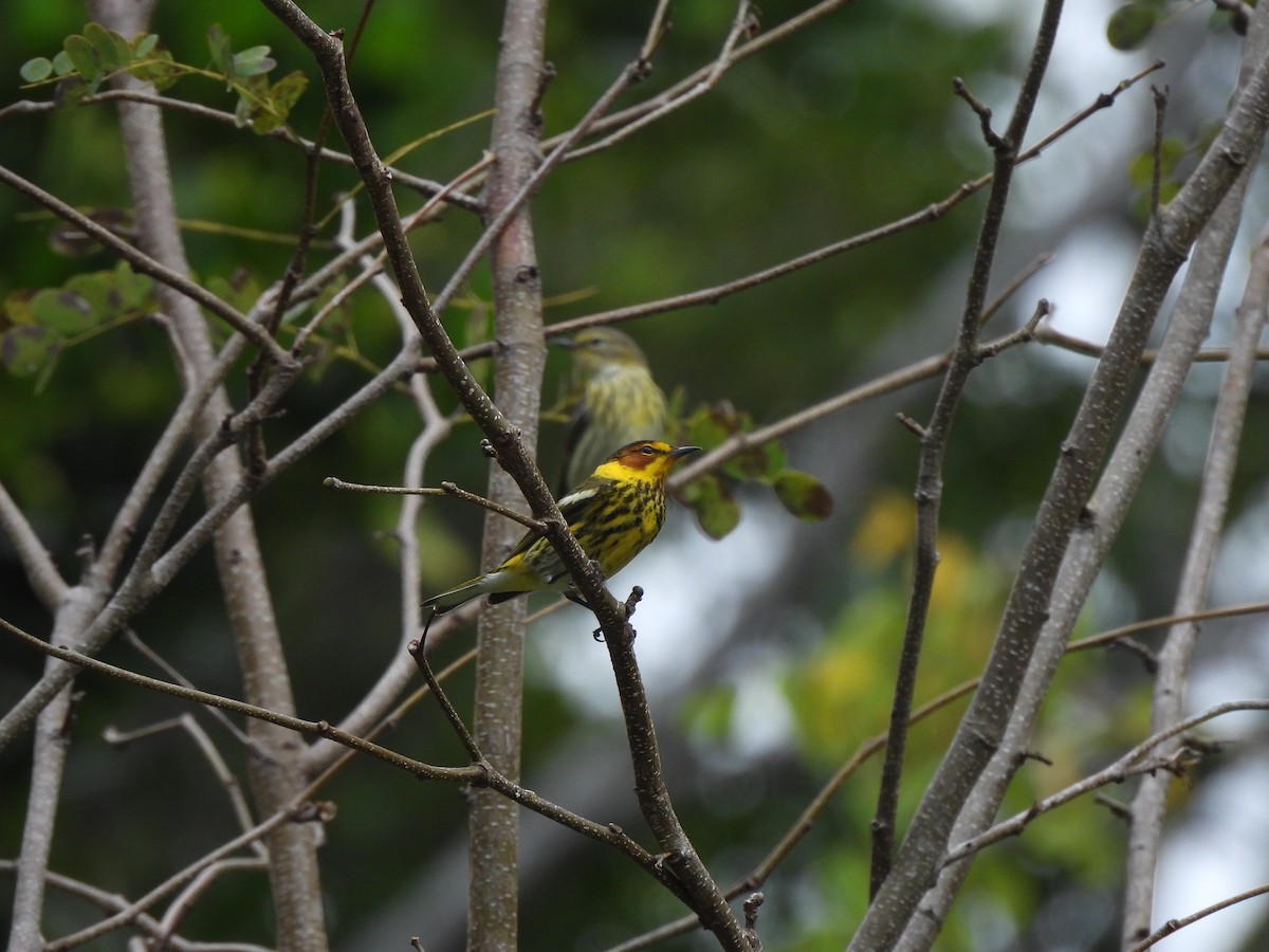 Cape May Warbler - ML617797618