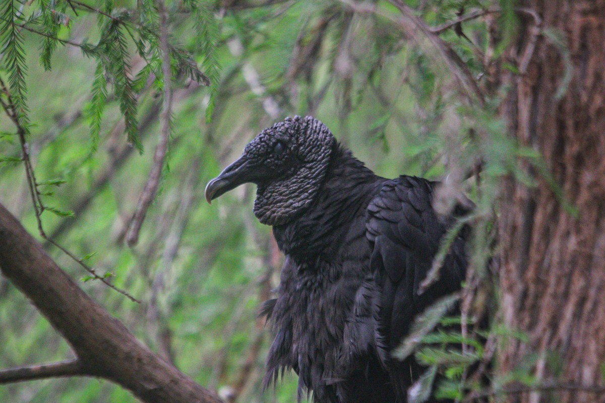 Black Vulture - ML617797666