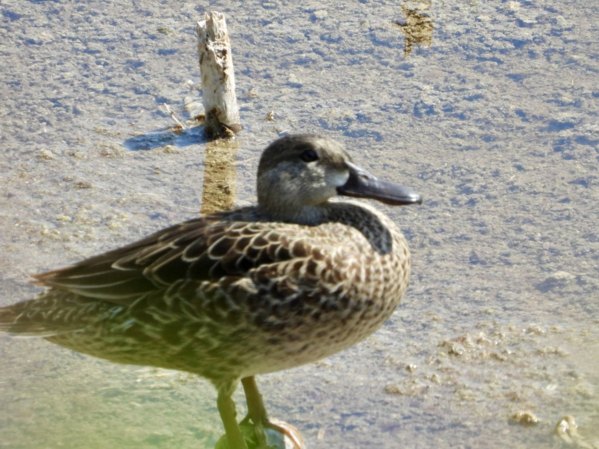 Blue-winged Teal - ML617797765