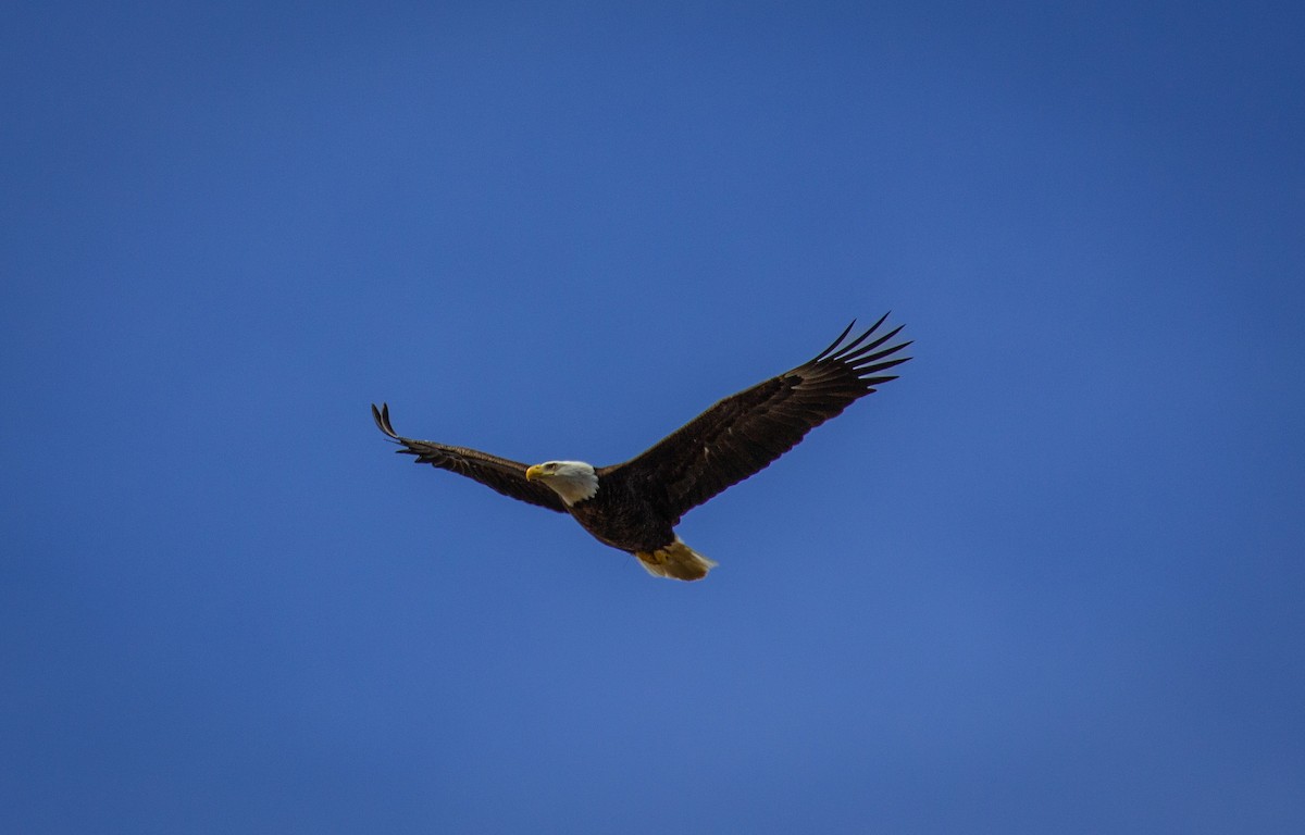 Bald Eagle - Tristan Ness