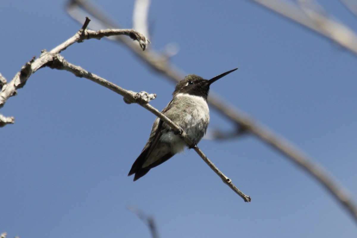 eBird Checklist - 21 Apr 2024 - Heard Nat. Sci. Mus.& Wildlife Sanct ...