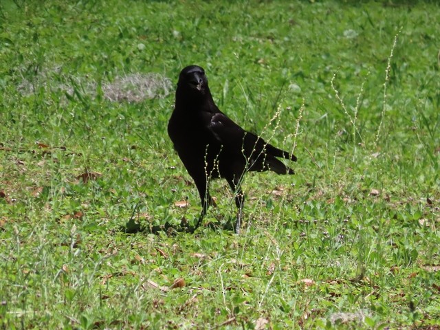 Corvus sp. (crow sp.) - ML617797926
