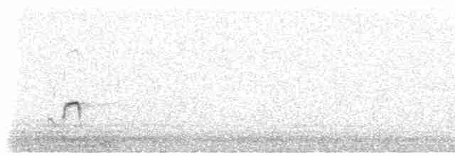Кулик-сорока євразійський (підвид ostralegus/longipes) - ML617797942