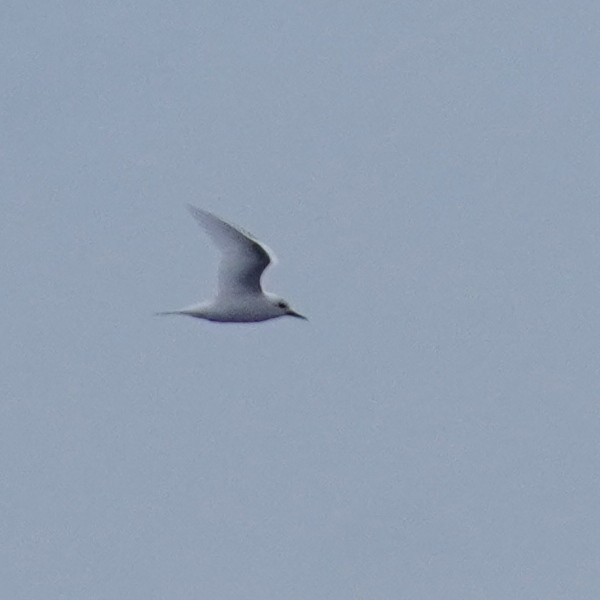 White Tern - ML617798016