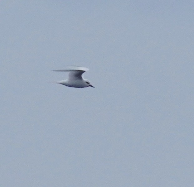 White Tern - ML617798017