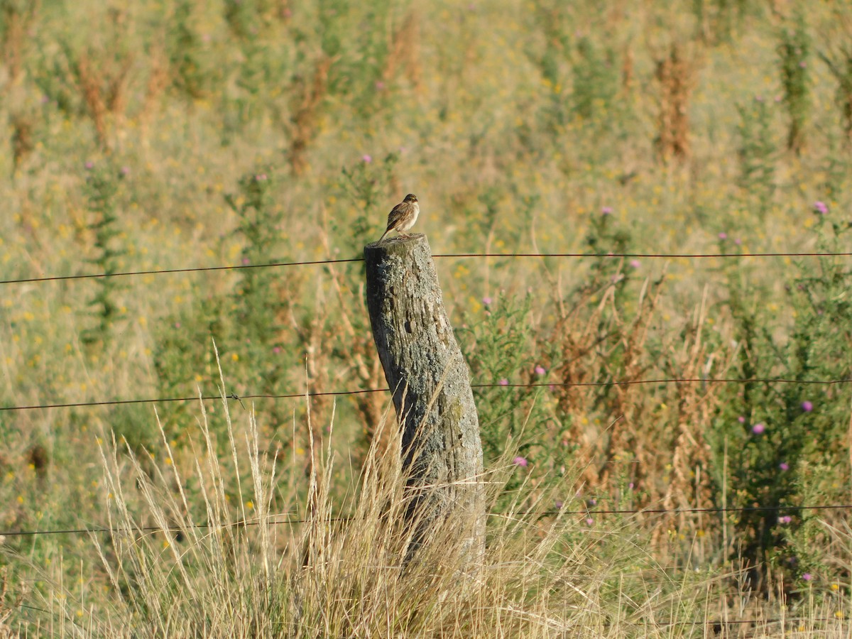 Grassland Sparrow - ML617798108