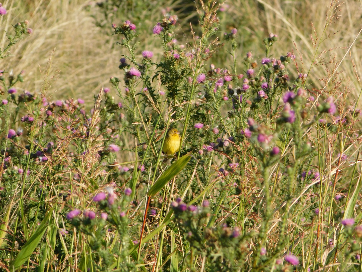 Grassland Yellow-Finch - ML617798152