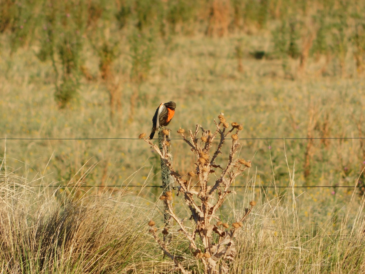 Long-tailed Meadowlark - ML617798210
