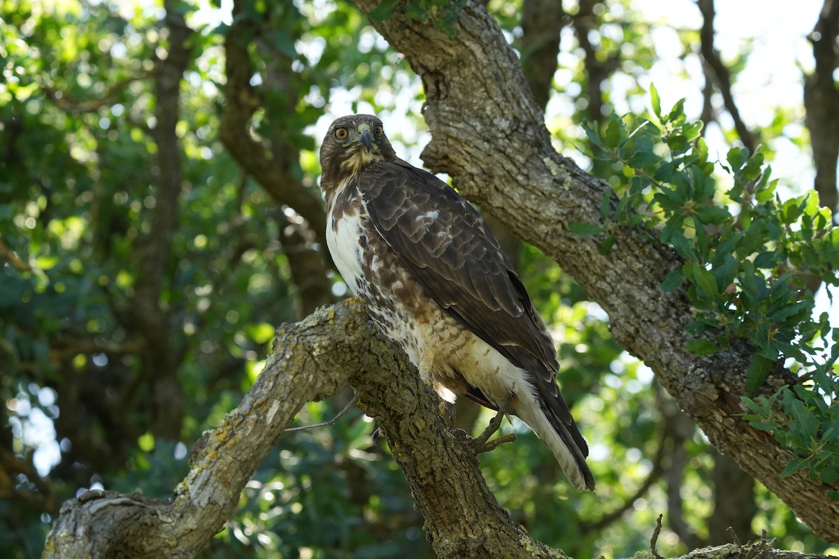 Red-tailed Hawk - ML617798223