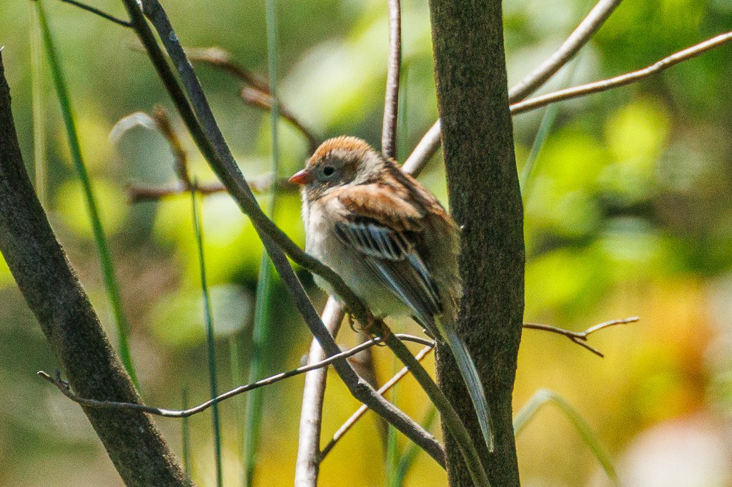 Field Sparrow - Rusty H
