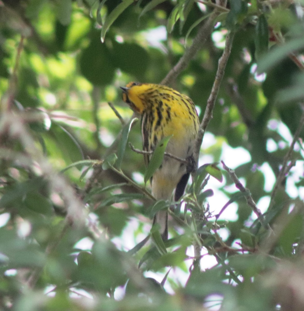 Cape May Warbler - ML617798235