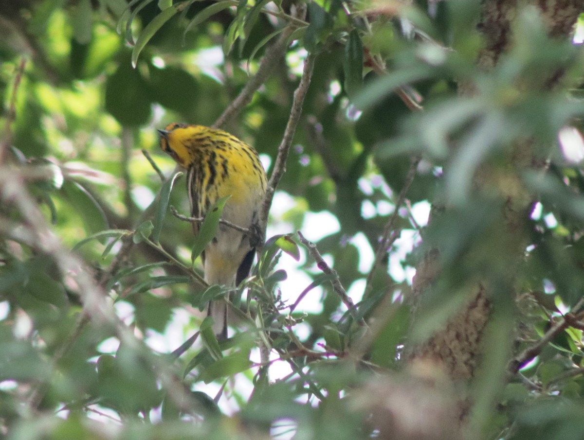 Cape May Warbler - ML617798251