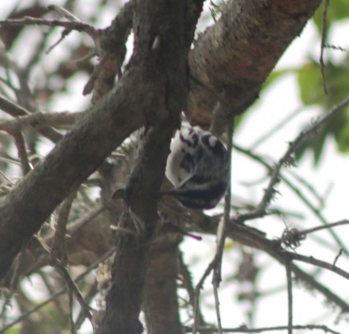 Black-and-white Warbler - ML617798268