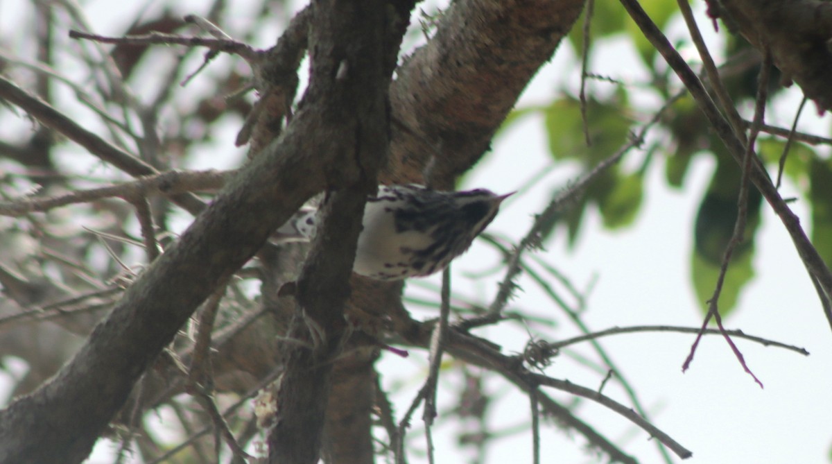 Black-and-white Warbler - ML617798271