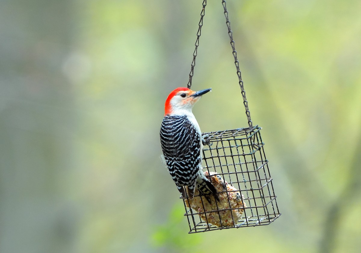 Red-bellied Woodpecker - ML617798303