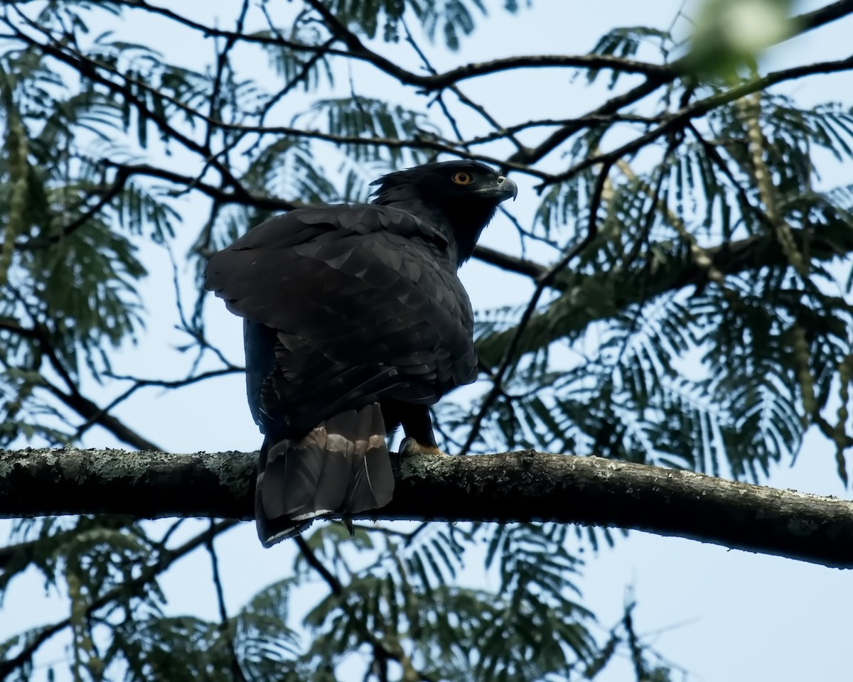 Black Hawk-Eagle - Amaury Pimenta