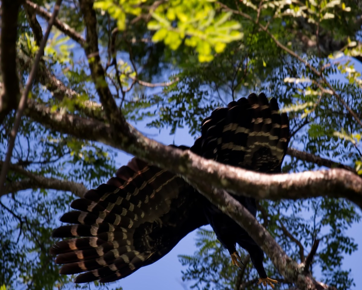 Black Hawk-Eagle - Amaury Pimenta