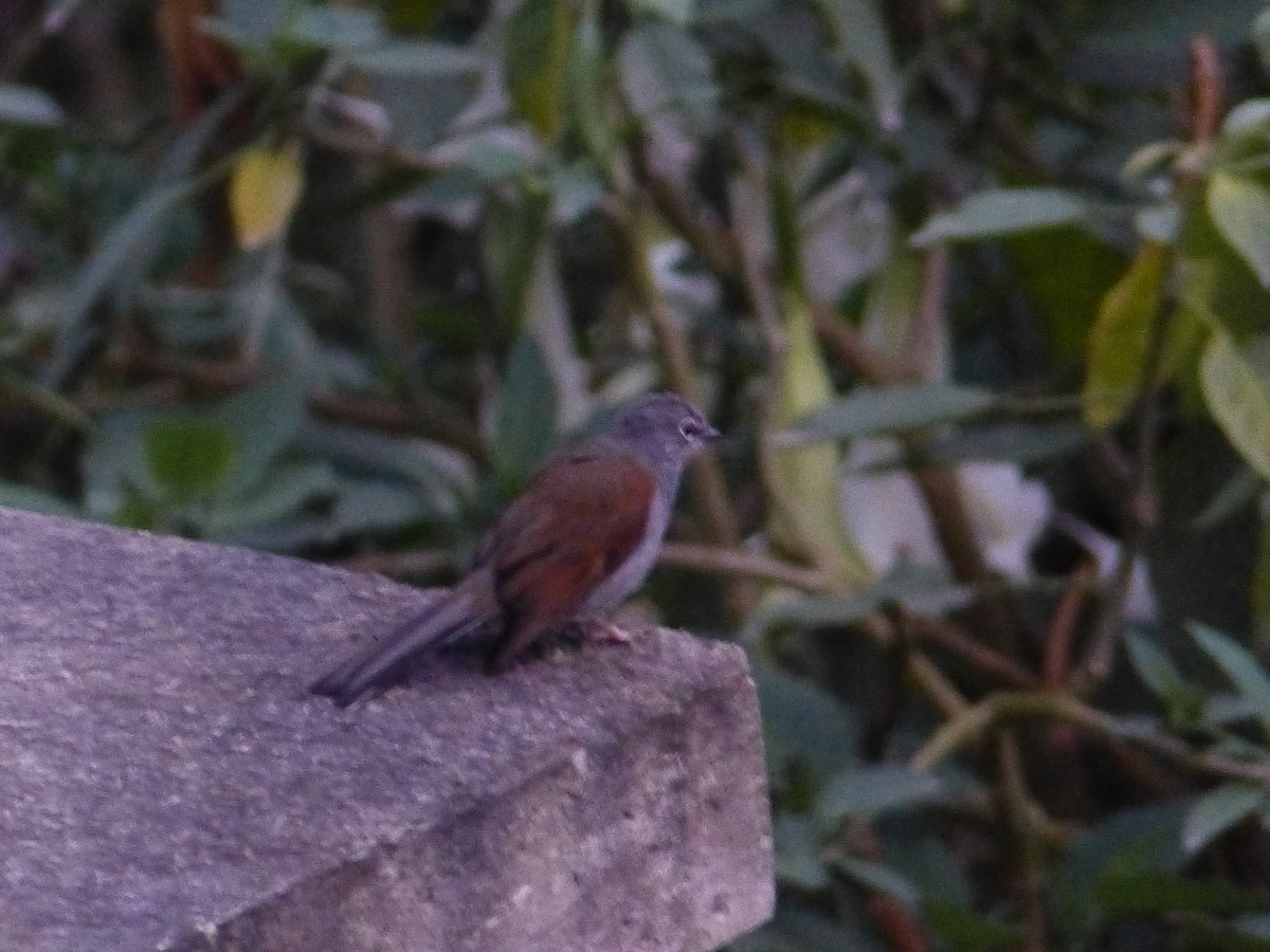 Brown-backed Solitaire - ML617798423