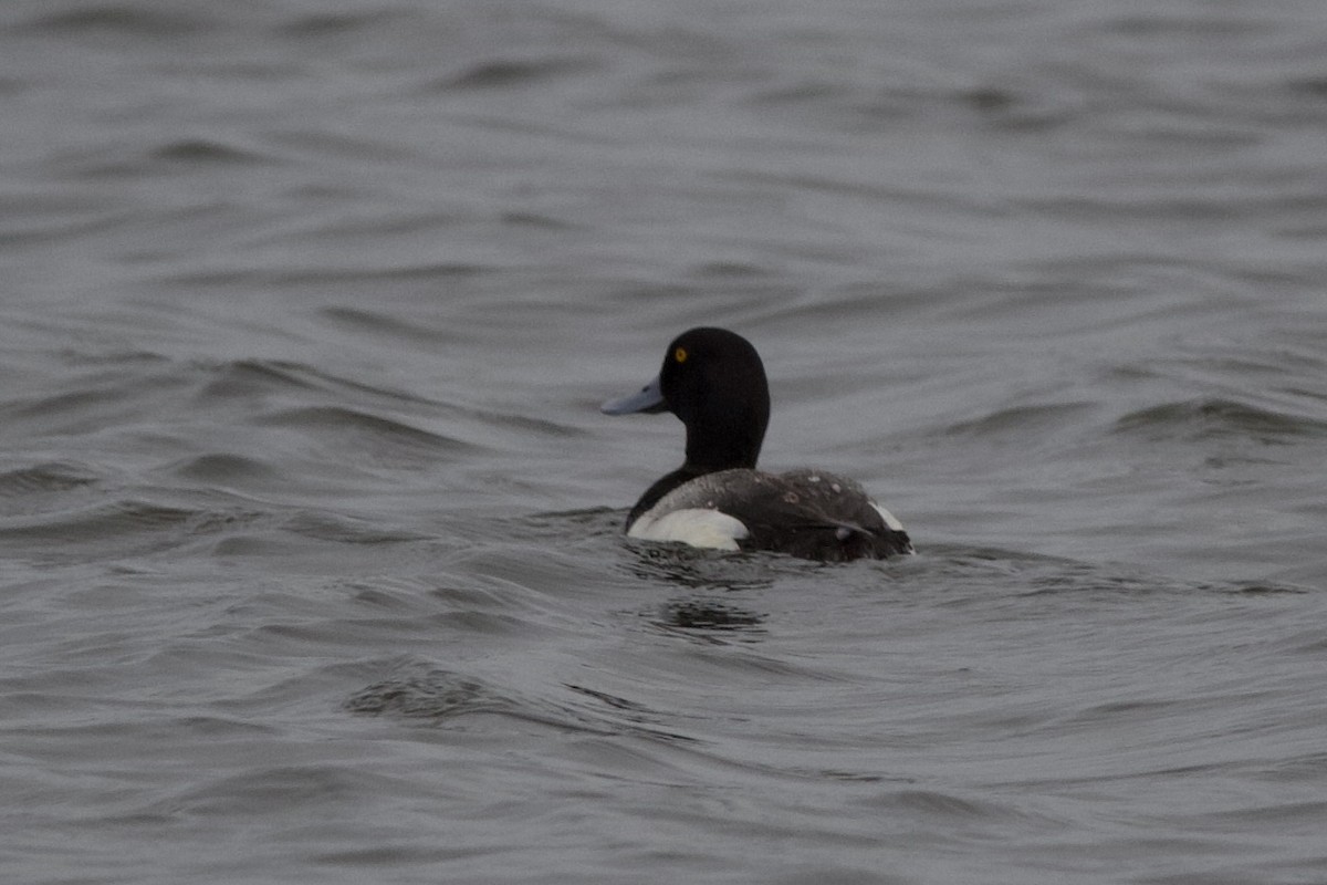 Greater Scaup - ML617798442