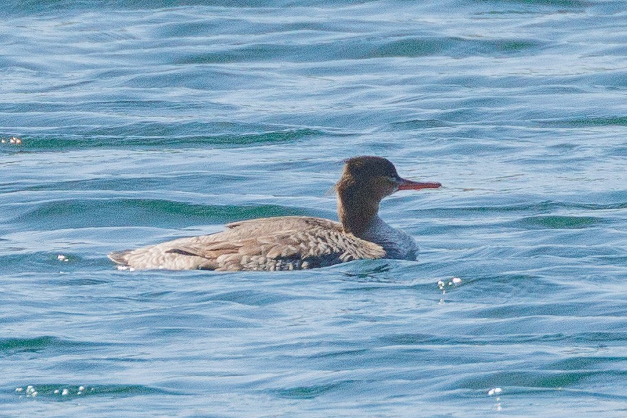 Red-breasted Merganser - Rusty H