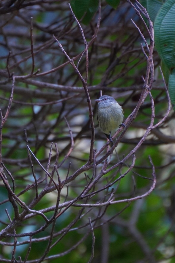 White-fronted Tyrannulet - ML617798539