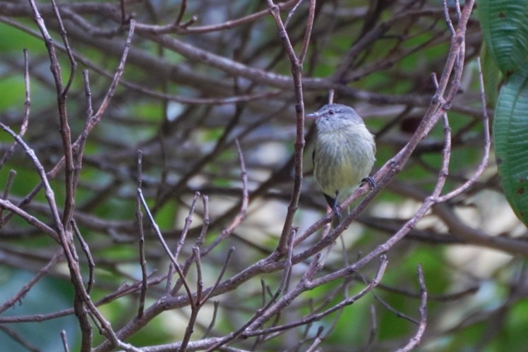 White-fronted Tyrannulet - ML617798540