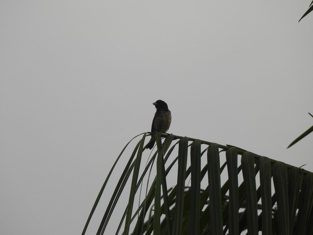 Yellow-bellied Seedeater - ML617798541