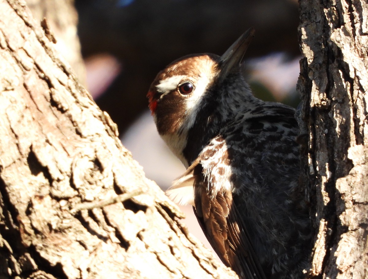 Arizona Woodpecker - ML617798547