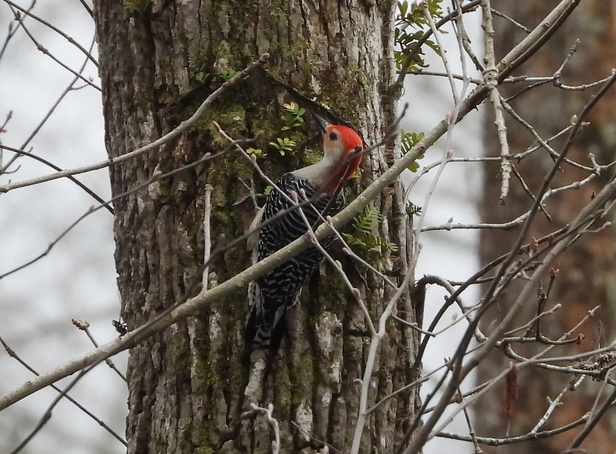 Red-bellied Woodpecker - ML617798550