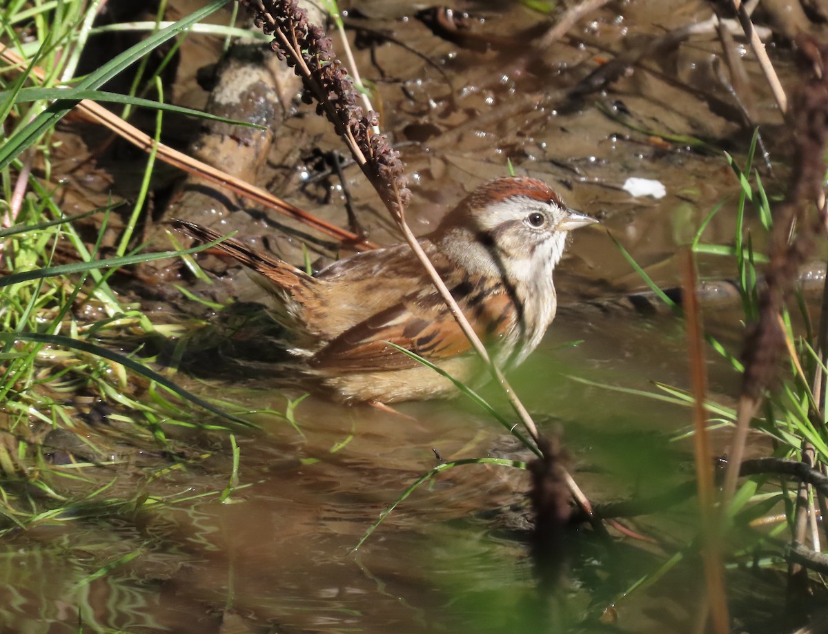 Swamp Sparrow - ML617798557