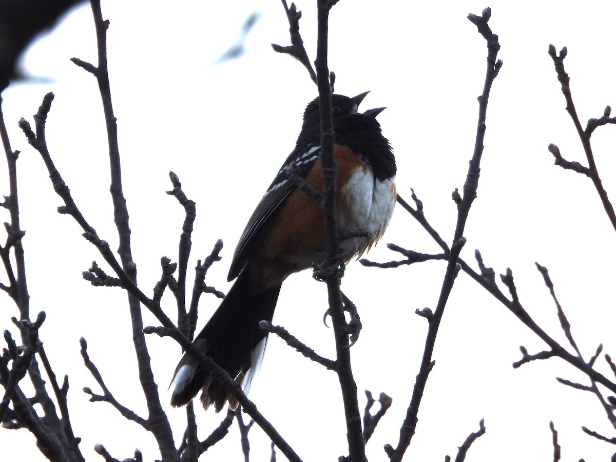 Spotted Towhee - ML617798612