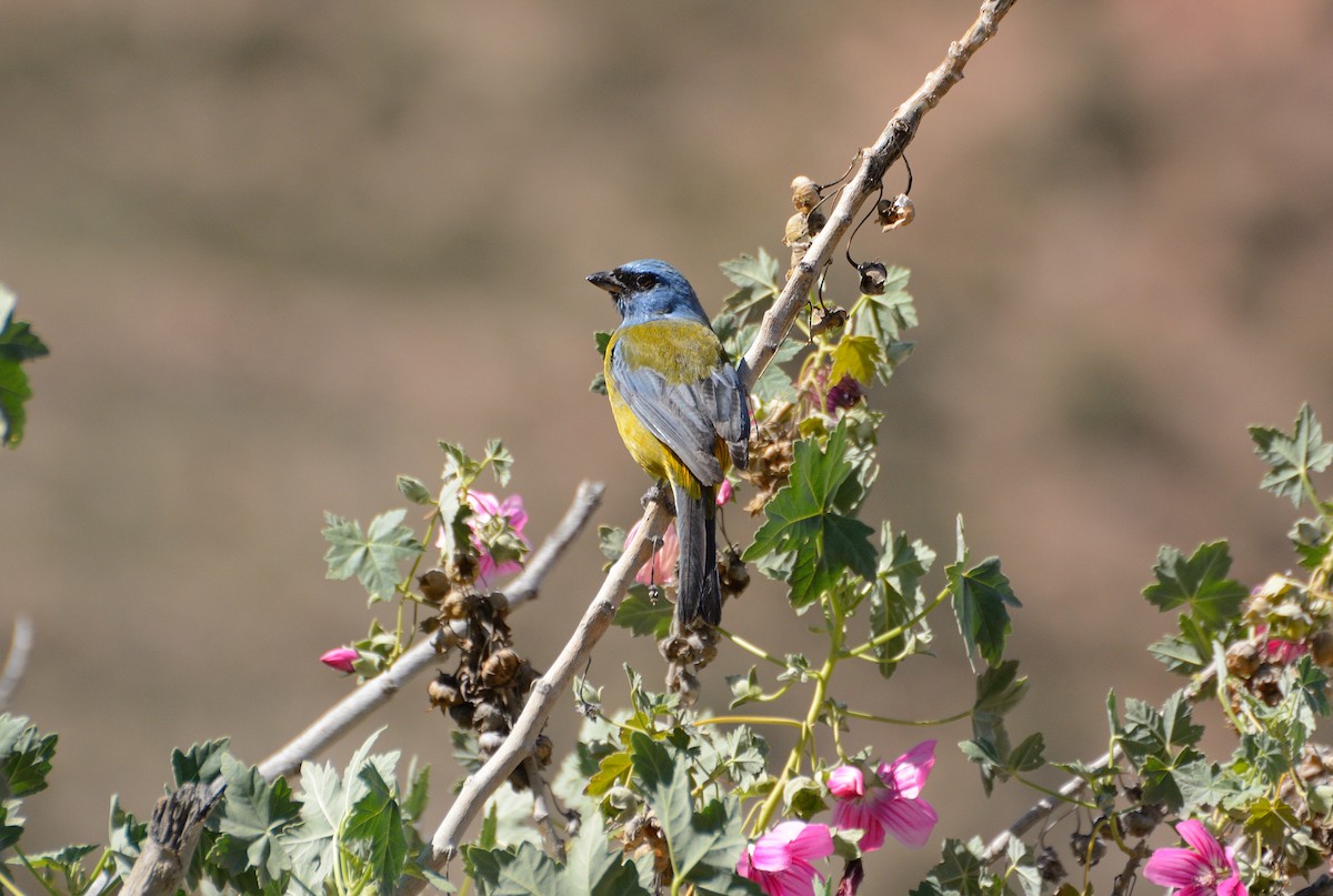 Blue-and-yellow Tanager - ML617798626