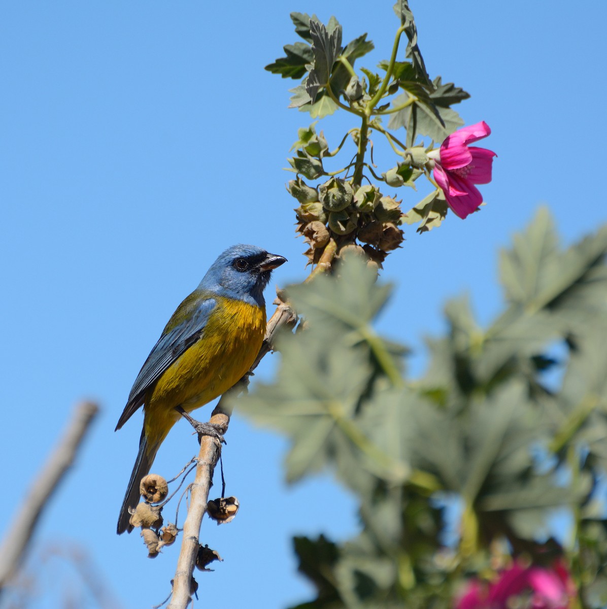 Blue-and-yellow Tanager - ML617798627