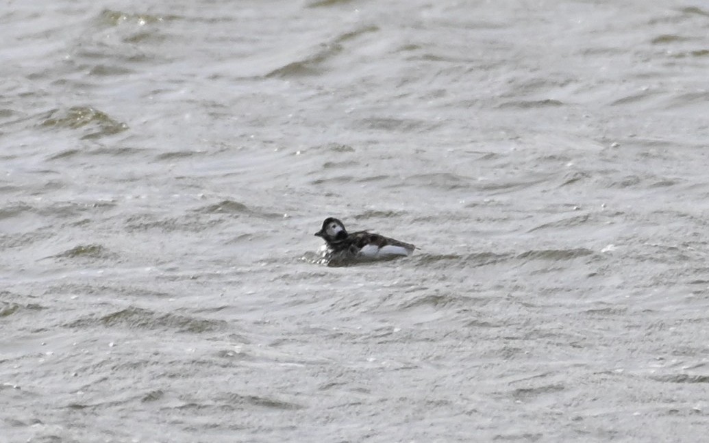 Long-tailed Duck - ML617798628