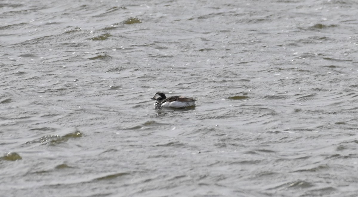 Long-tailed Duck - ML617798629