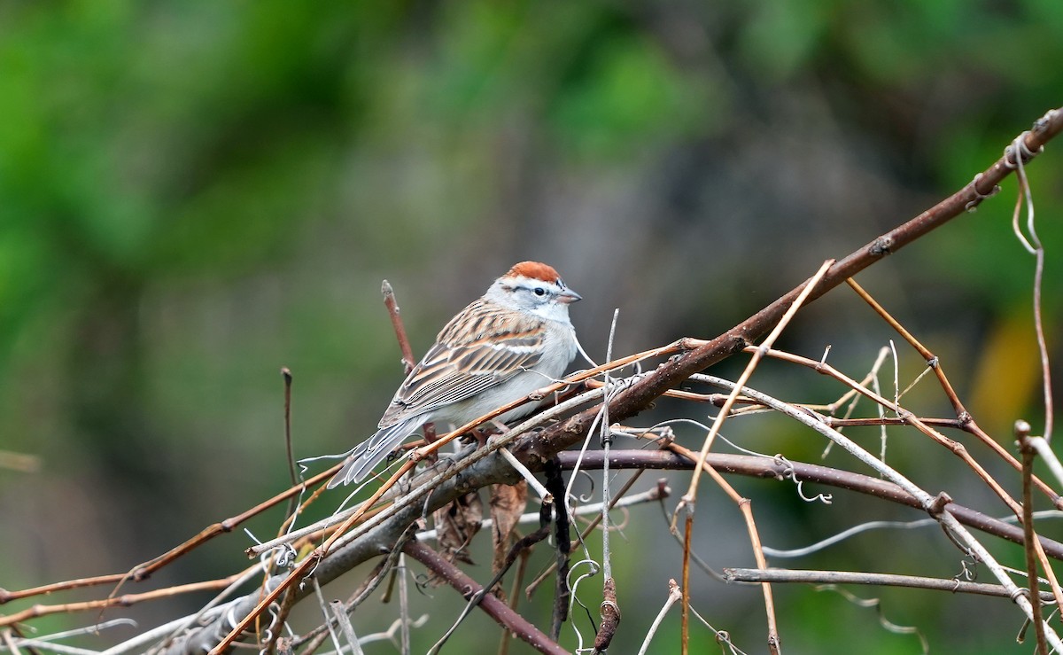 Chipping Sparrow - ML617798637