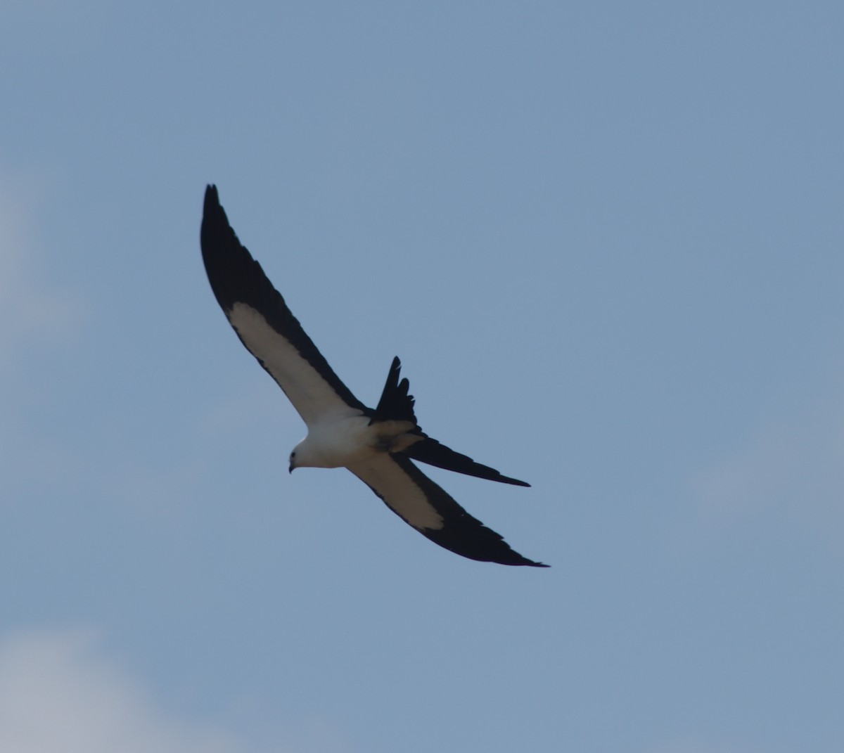 Swallow-tailed Kite - Greg  K