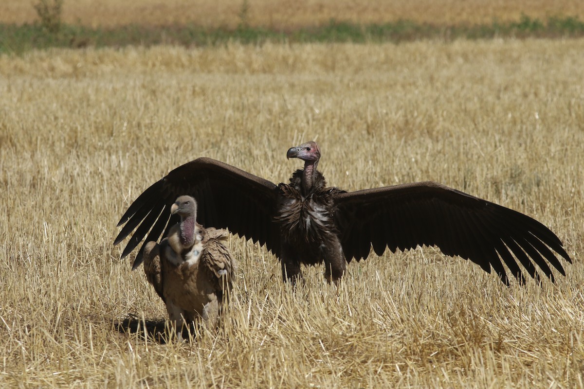 Lappet-faced Vulture - ML617798663