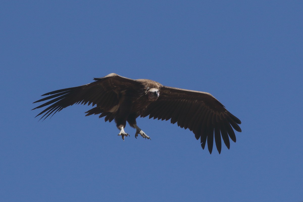 Lappet-faced Vulture - ML617798664