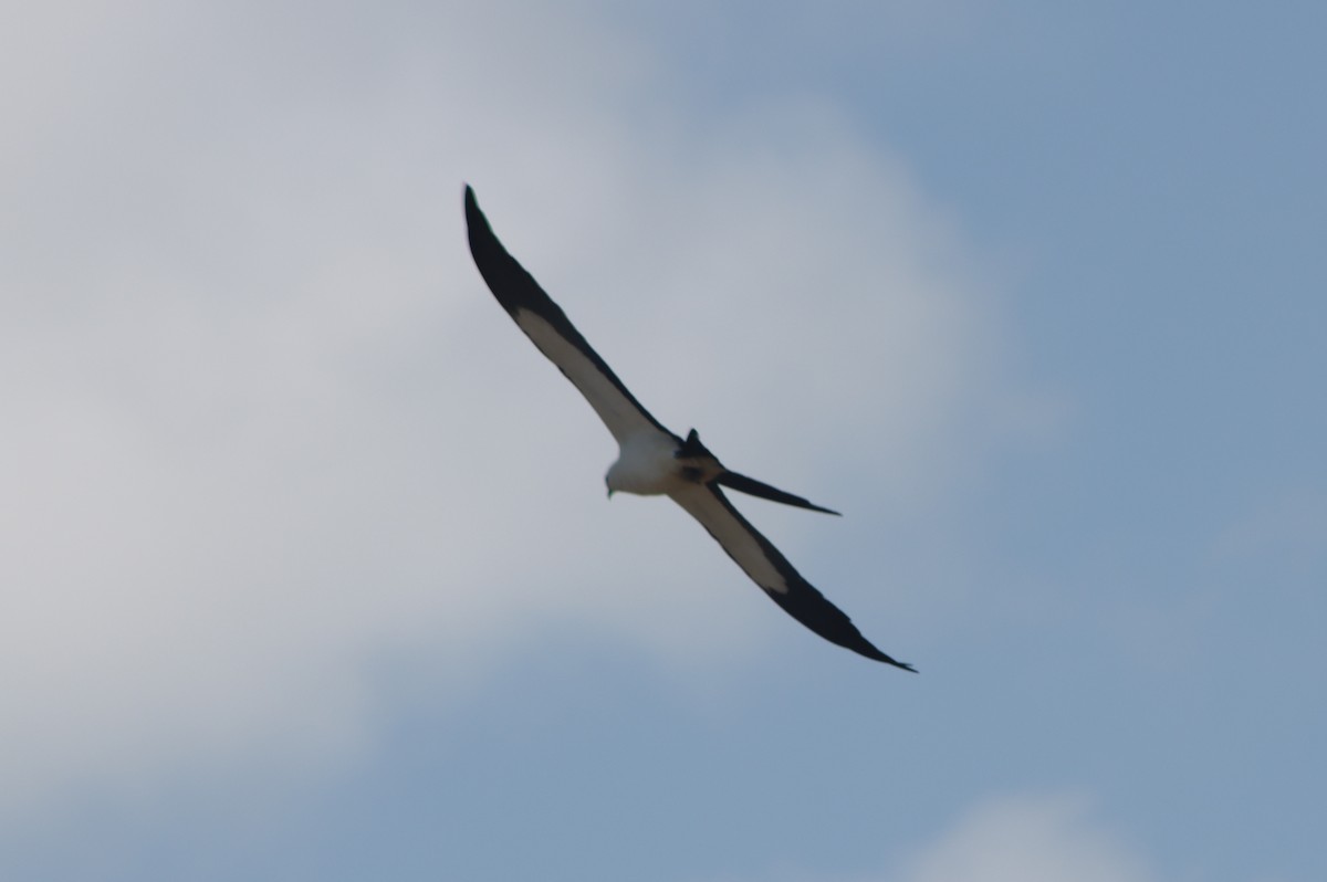 Swallow-tailed Kite - ML617798672
