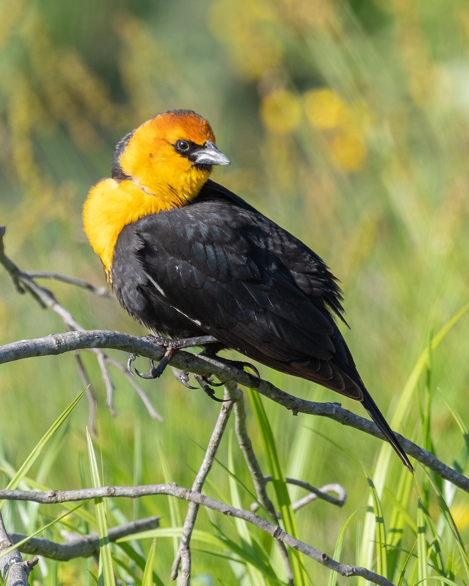 Yellow-headed Blackbird - Steven Warmack