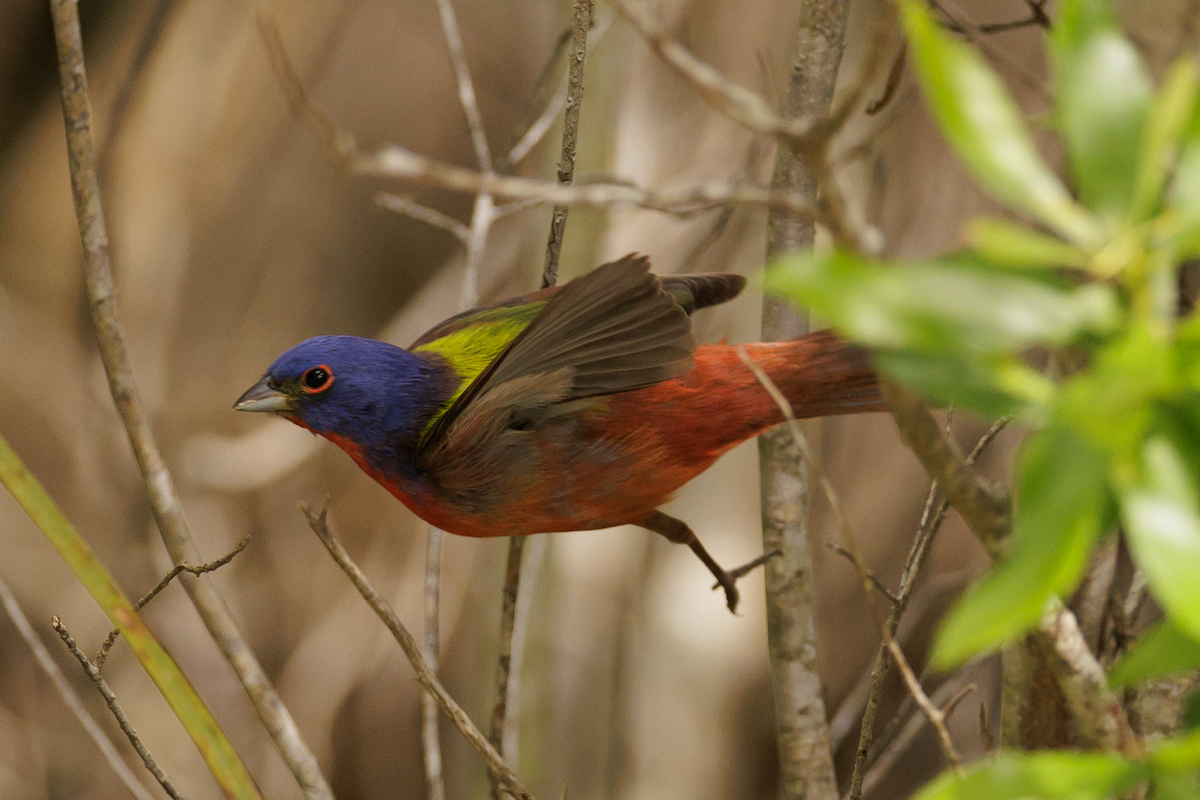 Painted Bunting - ML617798752